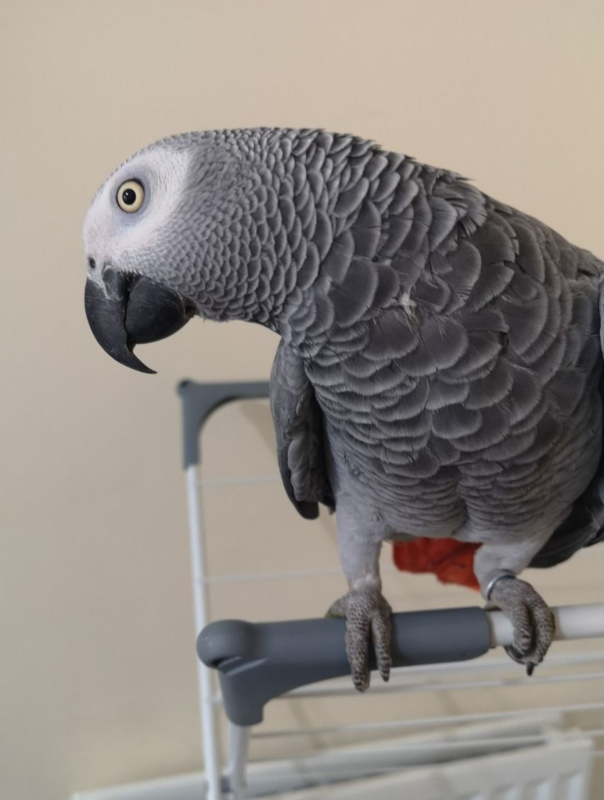 AFRICAN GREY PARROTS